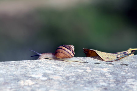 The Snailの写真素材
