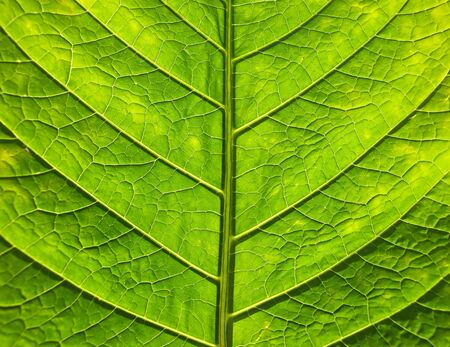 Close up of green leaf.