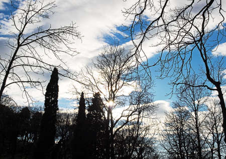 Winter scene of sky in the woods through the branches.の写真素材