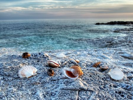 Adriatic shells on rocky Adriatic coast