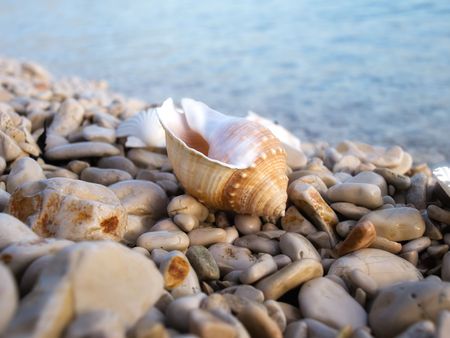 Conch of sea snail on a pebble beach somewhere on the adriatic coast.
