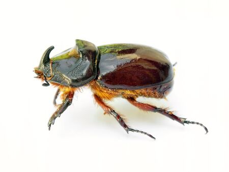 Scarab beetle isolated on a white background.の写真素材
