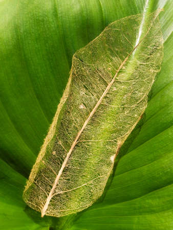 Metaphor that describes the perpetual change of life and death through time.の写真素材