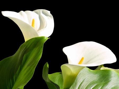 Two Calla lilies isolated on a black background.の写真素材