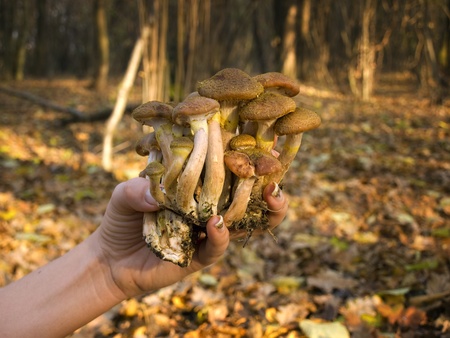 Woman is holding bunch of mushrooms somewhere in the forest...の写真素材