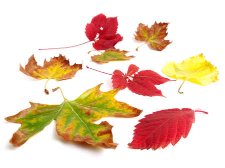 Lot of various dried leaves on a white background.の写真素材