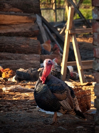 Big turkey cock in a rural environment の写真素材