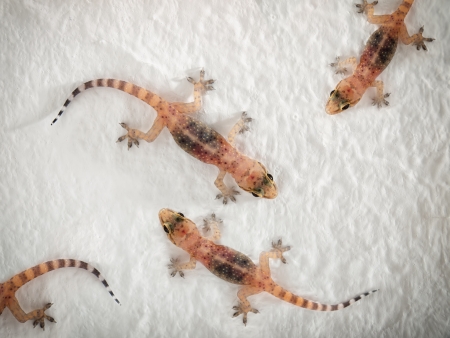 Several colorful Geckos on the wall.の写真素材
