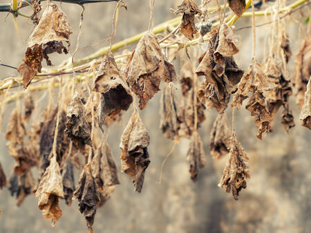 Dry leaves are hanging in the front of a grunge background.の写真素材