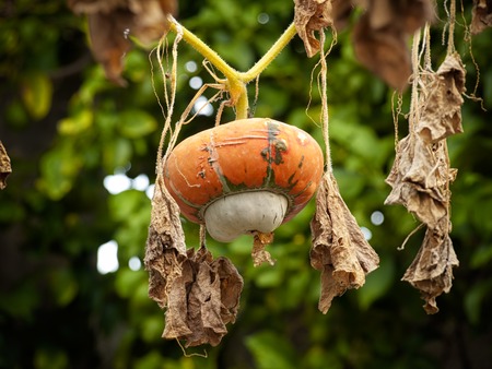 Gourd is hanging on a stem...の写真素材