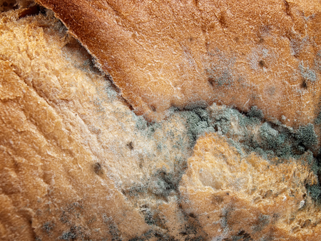 Closeup view of rotting processes on a moldy bread.
