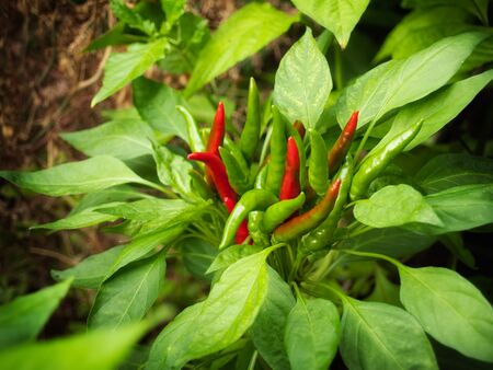 Bunch of red chili peppers in flower formation.