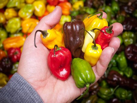 Man is holding some of the hottest chili peppers.の写真素材