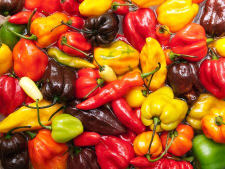Closeup view of several species of hottest chili peppers.の写真素材