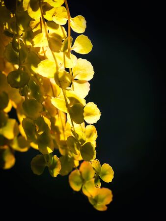 Sun rays break through the leaves of a plant.