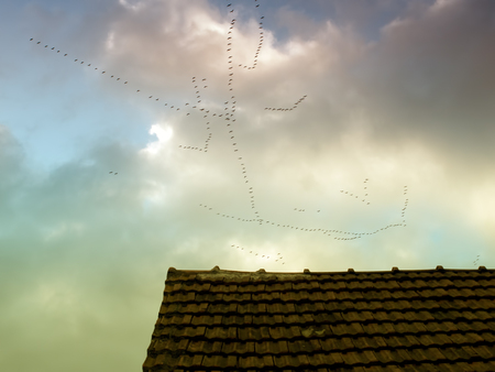 Roof and lot of migratory birds in background on cloudy sky.の写真素材