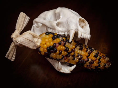 Carnivorous skull with corn cob in the jaws.の写真素材
