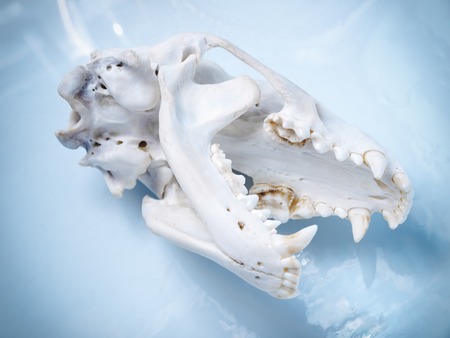 Badger skull on a bright background.の写真素材