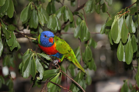 Colourful Parrot, Port Douglas