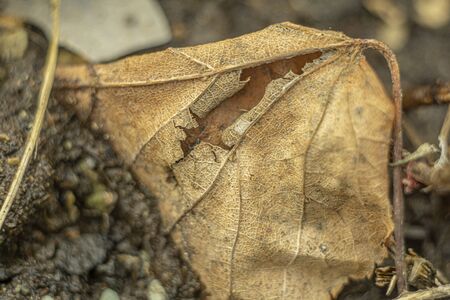 dry dried leaf on the ground