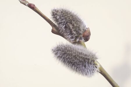willow Bud on a tree trunk
