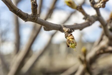 the plot of the fetus. buds on a tree. the flowering tree. Apple blossom