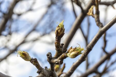the plot of the fetus. buds on a tree. the flowering tree. Apple blossomの写真素材