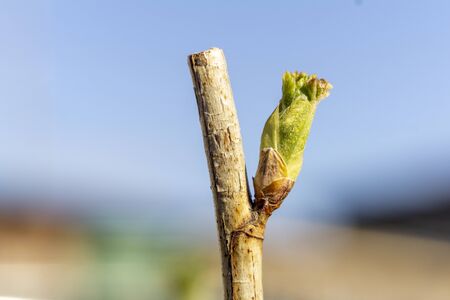 the plot of the fetus. buds on a tree. the flowering tree. Apple blossomの写真素材