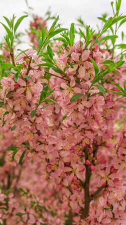 flowering Bush nut almond. almond flowers. Bush in flowers.の写真素材