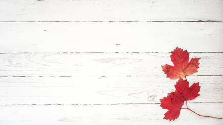 autumn. yellow leaves. fallen leaves of trees