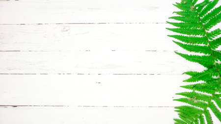 autumn. yellow fallen leaves of trees. fern leavesの写真素材