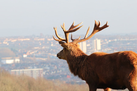 Closeup of Deer/Stag Overlooking City Skyline, Bristol, UKの写真素材