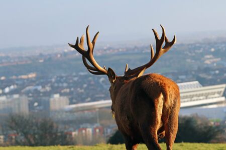 Red Deer/Stag Overlooking Bristol City Skylineの写真素材