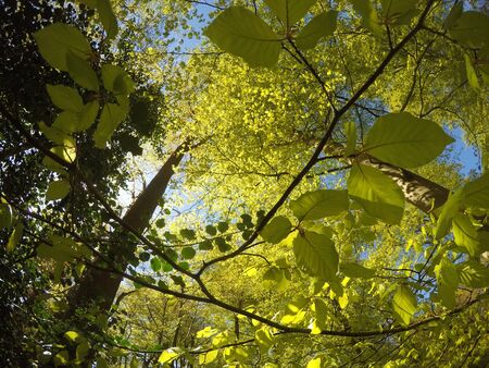 This stock photo is from a nature reserve in Hilversum, Netherlands during summer time!の写真素材