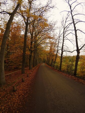 This stock photo is from a nature reserve forest in Hilversum, Netherlands during autumn time!の写真素材