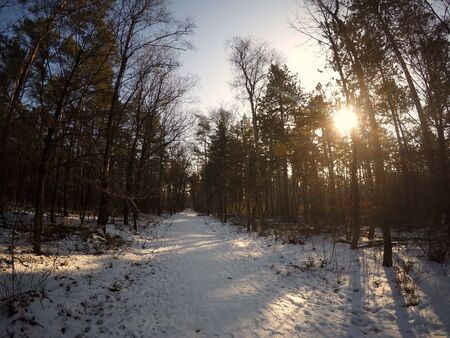 This stock photo is from a nature reserve in Hilversum, Netherlands with sun and snow during winter time!の写真素材