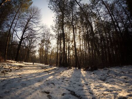 This stock photo is from a nature reserve in Hilversum, Netherlands with sun and snow during winter time!の写真素材