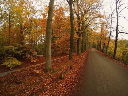 This stock photo is from a nature reserve forest in Hilversum, Netherlands during autumn time!の写真素材
