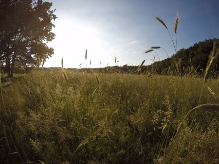 This stock photo is from a nature reserve in Hilversum, Netherlands during summer time!の写真素材