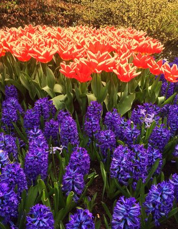 This stock photo is from Keukenhof Gardens in Netherlands during spring time!の写真素材