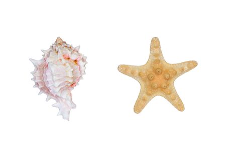 Shell and starfish isolated in whiteの写真素材
