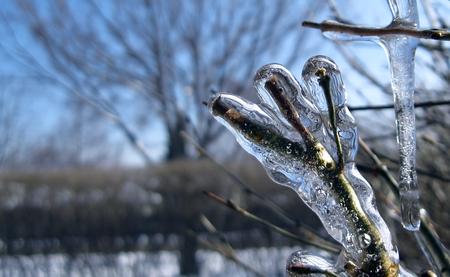 Tree Branches Frozen In The Ice In Winterの写真素材