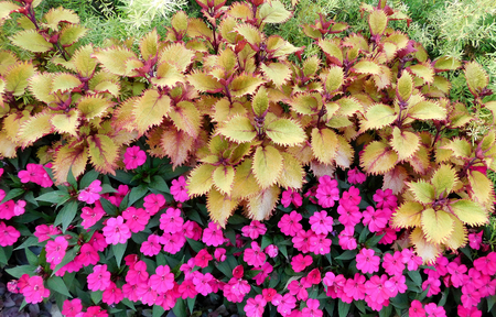 Multicolor Flowers (Henna Coleus, Impatiens) In The Garden On A Cloudy Dayの写真素材