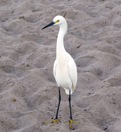 Snowy Egret (Egretta thula) standing On The Beach, Sand In The Background, Mexicoの写真素材