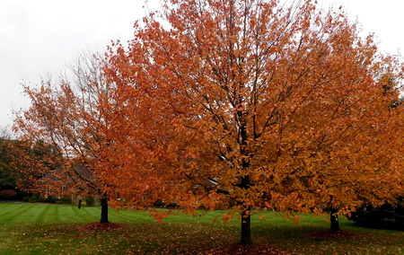 Deciduous Trees In Autumn On A Cloudy Dayの写真素材
