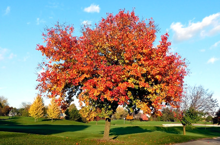 Deciduous Tree In Autumn On A Sunny Dayの写真素材