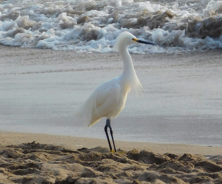 Snowy Egret (Egretta Thula) Standing On The Tropical Beach, Waves In the Backgroundの写真素材
