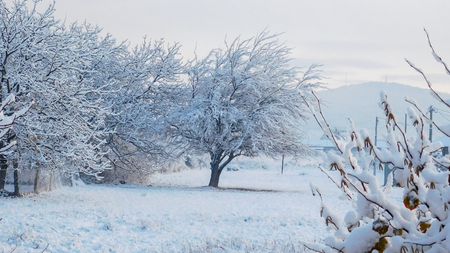 Idyllic Winter Scene In Rural Area, Plants And Ground Covered With Snow, Serbiaの写真素材