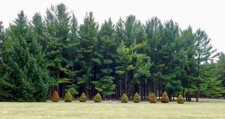 Evergreen Forest View, Coniferous Trees In Order On A Cloudy Dayの写真素材