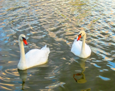 Two Swans Swimming In Water On A Sunny Dayの写真素材
